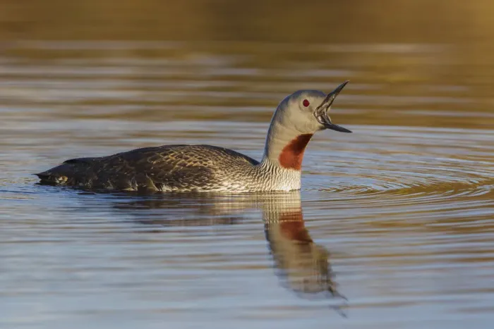 Framed Print : Red-throated Loon Calling Framed Print : Red-throated Loon Calling