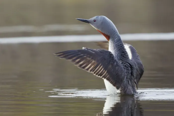 Framed Print : Red-throated Loon Drying Wings