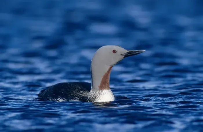 Framed Print : Red-throated Loon, Gavia stellata, adult, Kongsfjord, Norway Framed Print : Red-throated Loon, Gavia stellata, adult, Kongsfjord, Norway