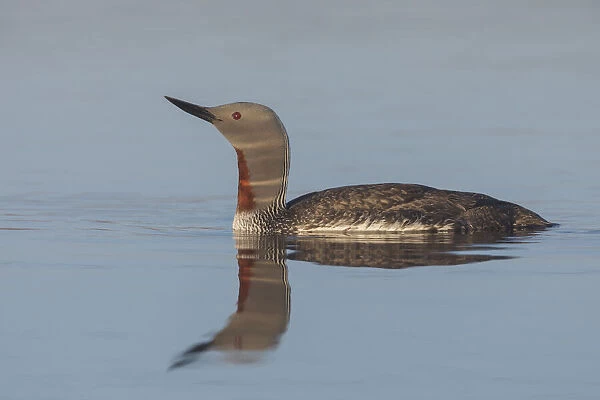 Red-throated Loon, misty morning