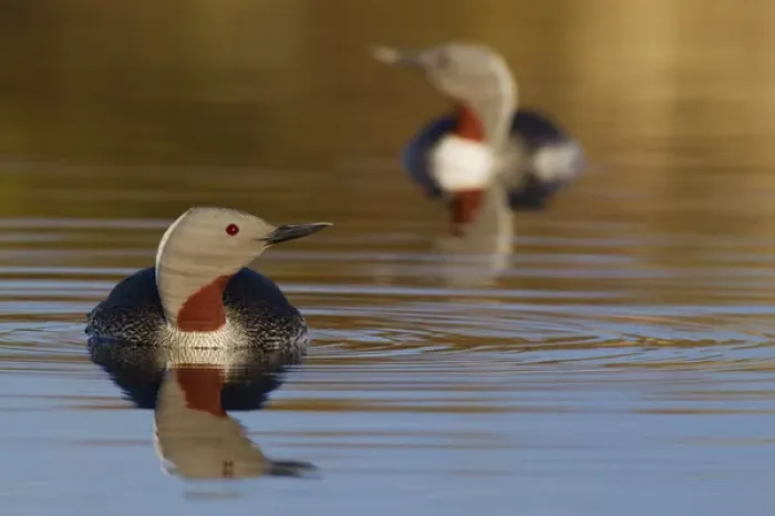 Framed Print : Red-throated Loon Pair Framed Print : Red-throated Loon Pair