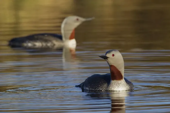 Framed Print : Red-throated Loon Pair Framed Print : Red-throated Loon Pair