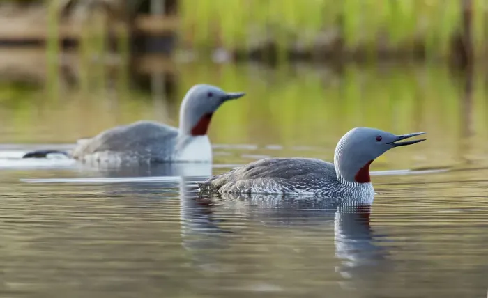 Framed Print : Red-throated loon pair at home in a tundra pond of the arctic habitat of Alaska