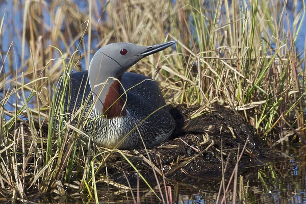 Red-throated Loon Sitting on Nest