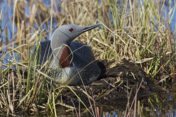 Framed Print : Red-throated Loon Sitting on Nest Framed Print : Red-throated Loon Sitting on Nest