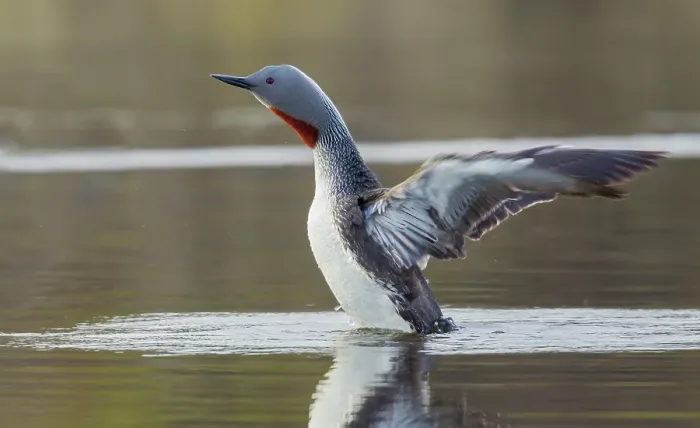 Framed Print : Red-throated loon stretches its wings at home in a tundra pond of Alaska Framed Print : Red-throated loon stretches its wings at home in a tundra pond of Alaska