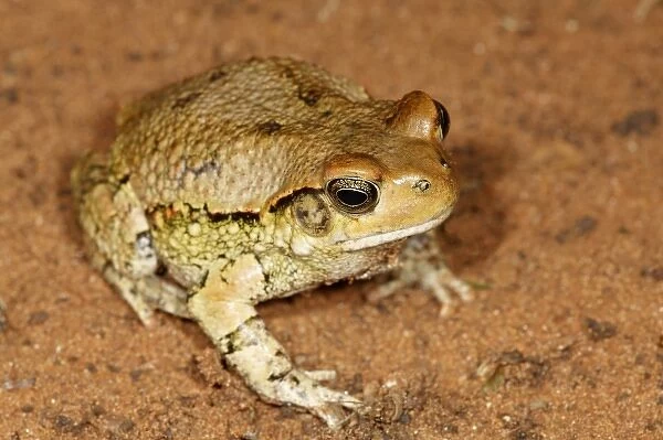 Red Toad, Schismaderma carens, Mkuze Game Reserve, South Africa