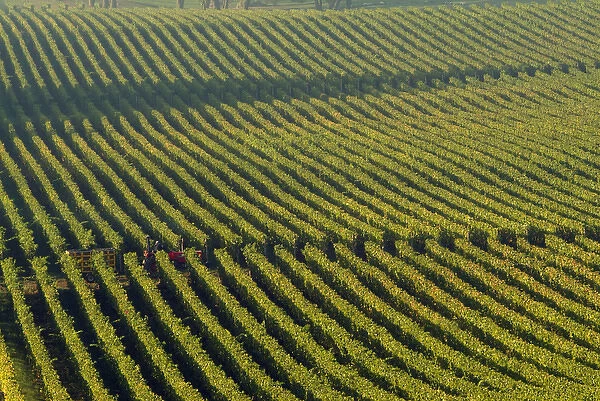 A red tractor seems hidden among the straight green rows of vines at the Stoler Vineyards