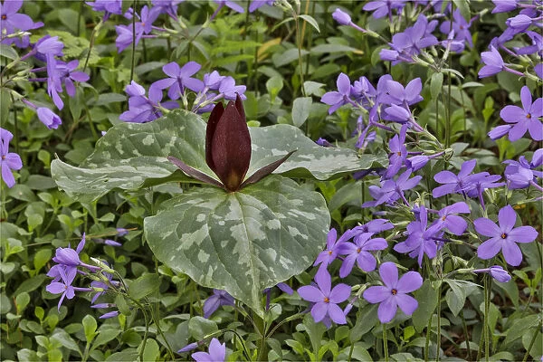 Red Trillium and Blue Phlox. Chanticleer Garden, Wayne, Pennsylvania