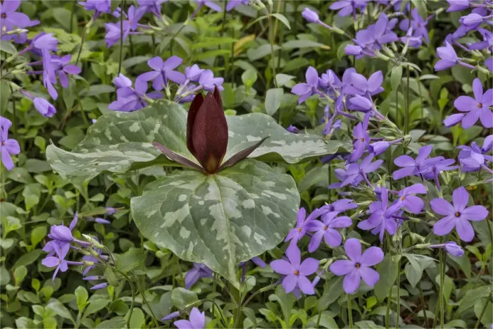 Framed Print : Red Trillium and Blue Phlox. Chanticleer Garden, Wayne, Pennsylvania Framed Print : Red Trillium and Blue Phlox. Chanticleer Garden, Wayne, Pennsylvania