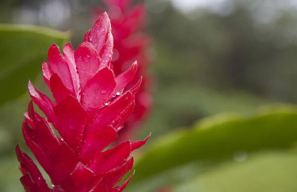 Red tropical bromeliad flower in Arenal, Costa Rica