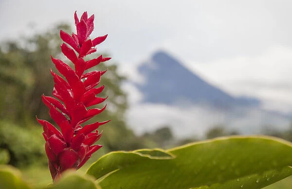 Red tropical bromeliad flower in Arenal, Costa Rica