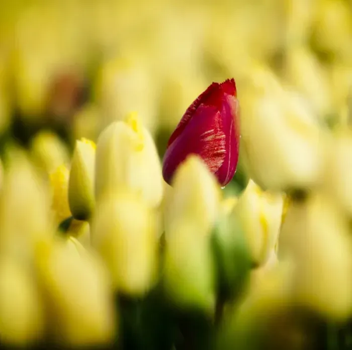 Framed Print : One red tulip growing amongst all a field of all yellow Framed Print : One red tulip growing amongst all a field of all yellow