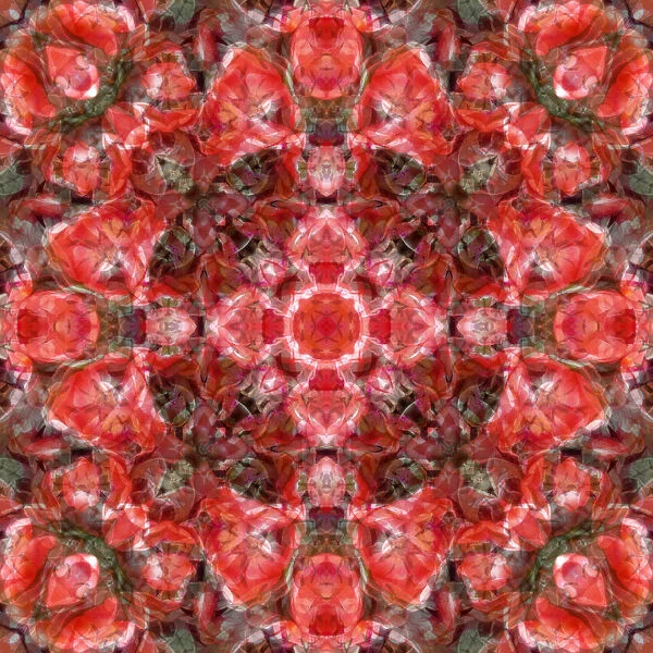Red tulip kaleidoscope abstract