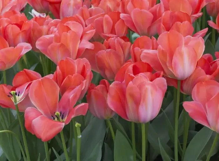 Framed Print : Red tulips Framed Print : Red tulips