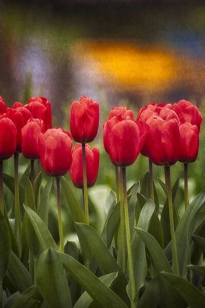 Red Tulips in foreground with lake and yellow flower reflections as background