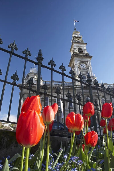 Red Tulips & Municipal Chambers Clock Tower, Octagon, Dunedin, Otago, South Island