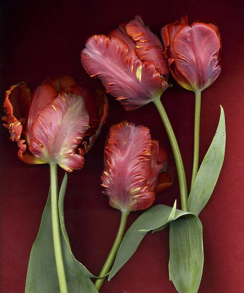 Red Tulips on Red Background