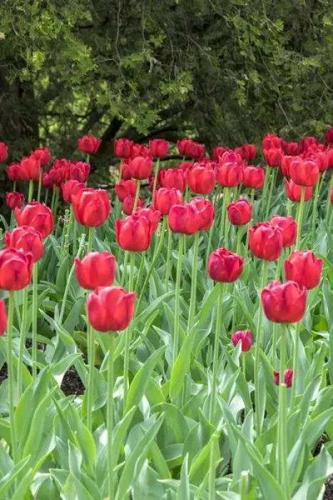 Framed Print : Red tulips, USA