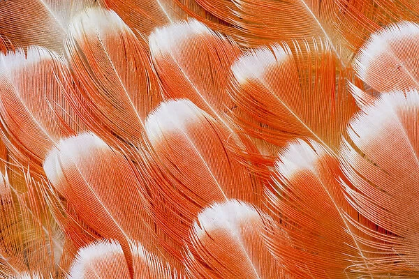 Red Vent Cockatoo rump feathers