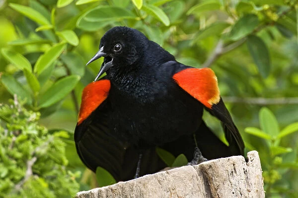 Red-winged Blackbird (Agelaius phoeniceus) adult male displaying red epilets to threathen