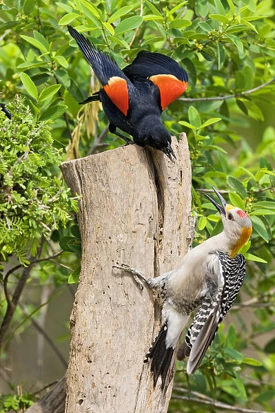 Red-winged Blackbird (Agelaius phoeniceus) adult male scolding a golden-fronted woodpecker