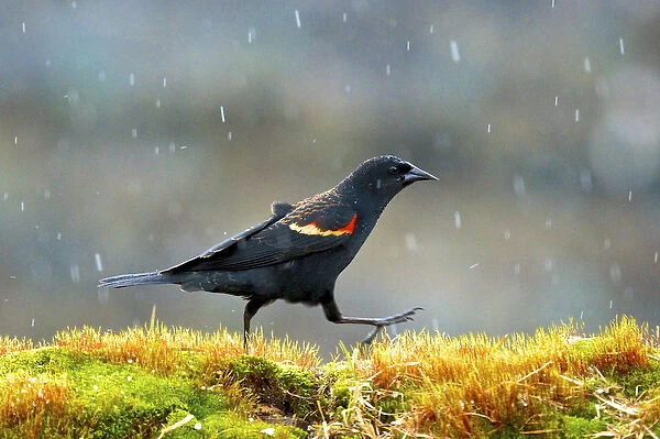 The red-winged blackbird (Agelaius phoeniceus). Caught in a spring snow shower