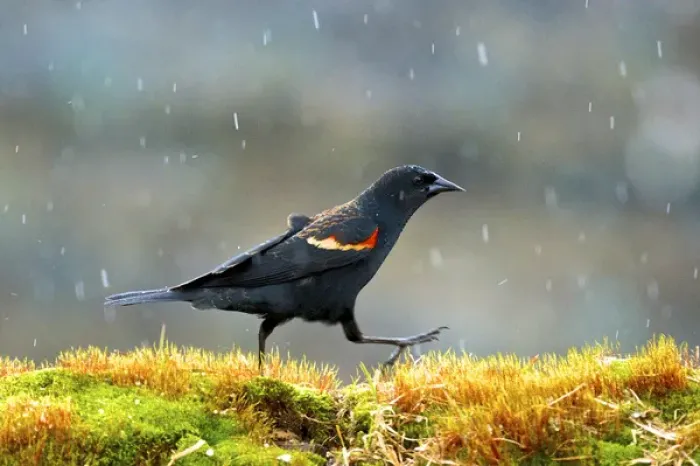 Framed Print : The red-winged blackbird (Agelaius phoeniceus). Caught in a spring snow shower Framed Print : The red-winged blackbird (Agelaius phoeniceus). Caught in a spring snow shower