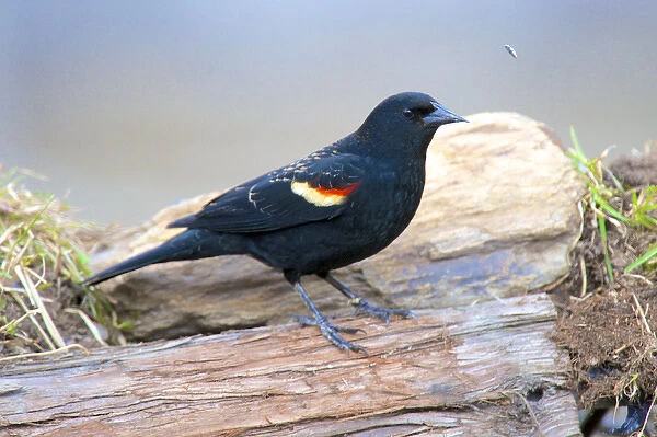 The red-winged blackbird (Agelaius phoeniceus). Male