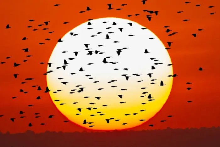 Framed Print : Red-winged blackbird flock silhouetted in front of giant sun ball. Bosque del Apache National Wildlife Refuge, New Mexico