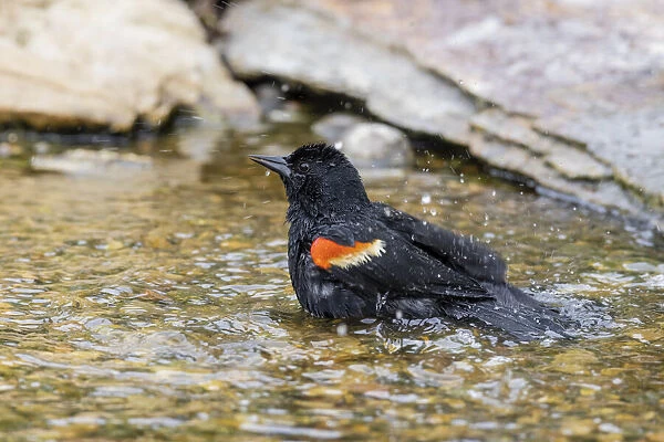 Red-winged blackbird male bathing, Marion County, Illinois
