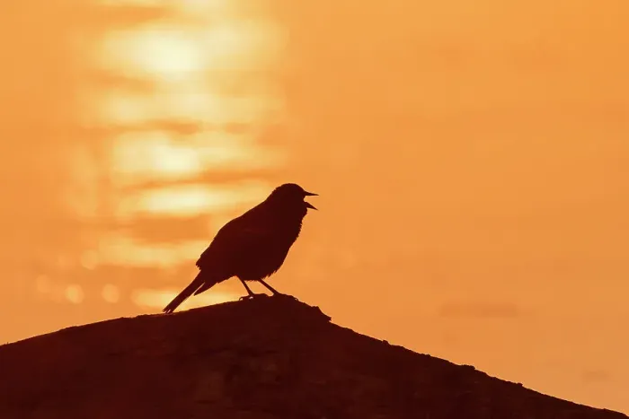 Framed Print : Red-winged Blackbird male singing on log at sunrise in wetland, Marion County, Illinois Framed Print : Red-winged Blackbird male singing on log at sunrise in wetland, Marion County, Illinois