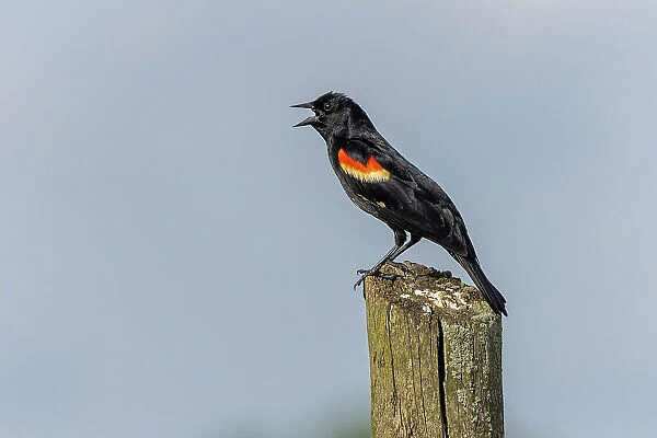 Red-winged blackbird sitting on fence post, Kentucky