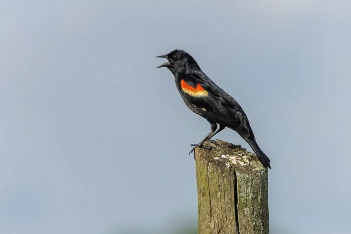 Framed Print : Red-winged blackbird sitting on fence post, Kentucky Framed Print : Red-winged blackbird sitting on fence post, Kentucky