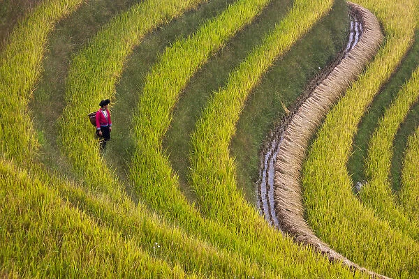 Red Yao girl on the rice terrace at harvest time, Longsheng, Guangxi, China