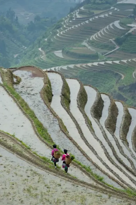 Framed Print : Red Yao Woman working in Rice Terraces, Dazhai Village Framed Print : Red Yao Woman working in Rice Terraces, Dazhai Village