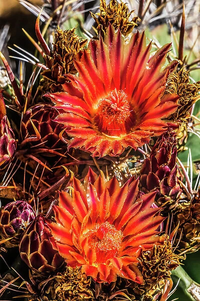 Red yellow blossoms fishhook barrel cactus blooming, Tucson Botanical Gardens, Tucson, Arizona