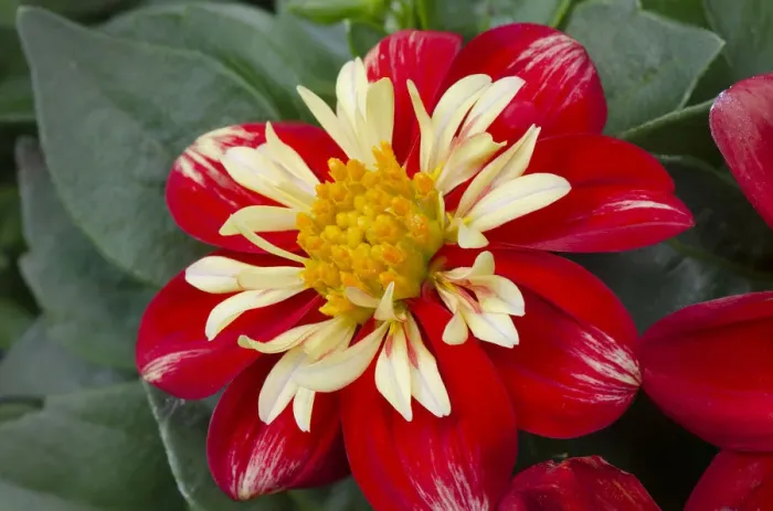 Framed Print : Red and yellow Dahlia blossom