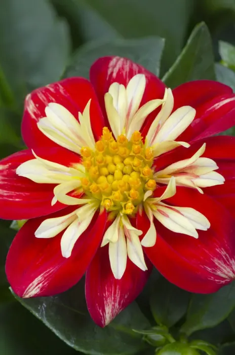 Framed Print : Red and yellow Dahlia blossom Framed Print : Red and yellow Dahlia blossom