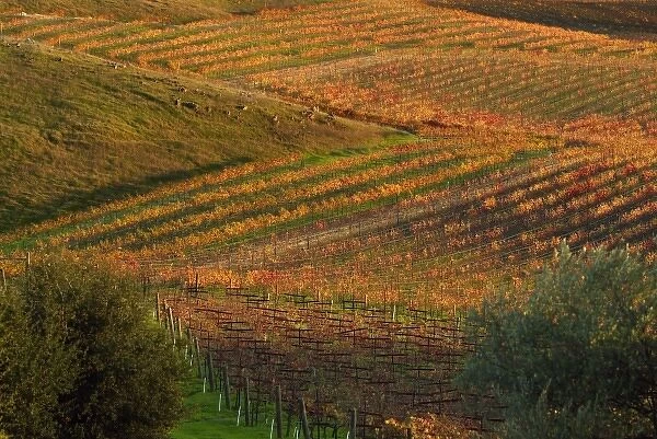 Red and Yellow fall colors zig zag through the Carneros AVA below Artesa Winery in