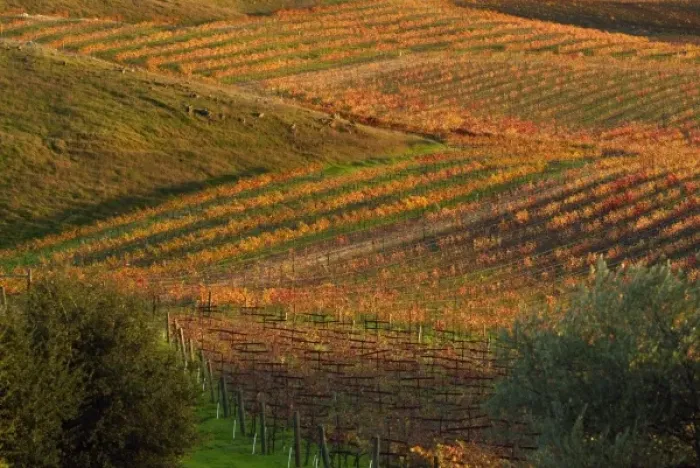 Framed Print : Red and Yellow fall colors zig zag through the Carneros AVA below Artesa Winery in Framed Print : Red and Yellow fall colors zig zag through the Carneros AVA below Artesa Winery in