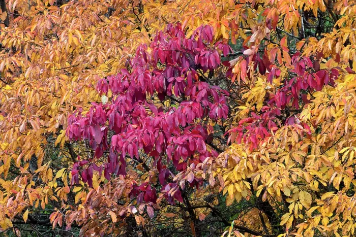 Framed Print : Red and yellow leaves on a fall maple tree, Kentucky Framed Print : Red and yellow leaves on a fall maple tree, Kentucky