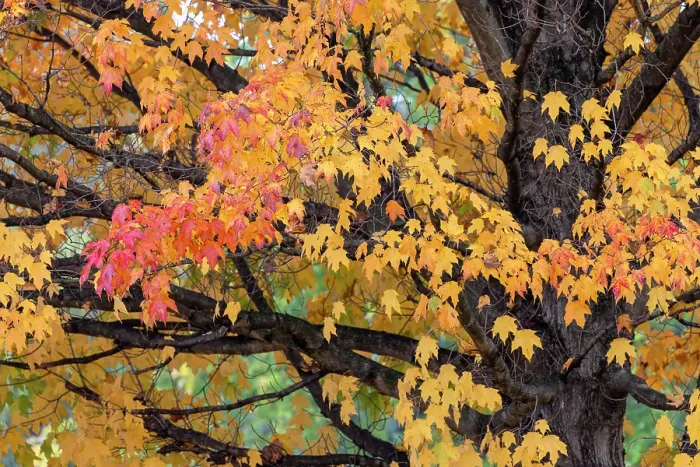 Framed Print : Red and yellow leaves on a fall maple tree, Kentucky Framed Print : Red and yellow leaves on a fall maple tree, Kentucky