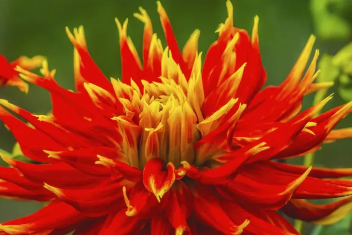 Framed Print : Red yellow orange dinnerplate dahlia blooming. Dahlia named Show N Tell
