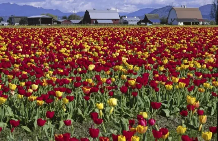 Framed Print : Red and Yellow Tulips and Farm, Mount Vernon, Washington
