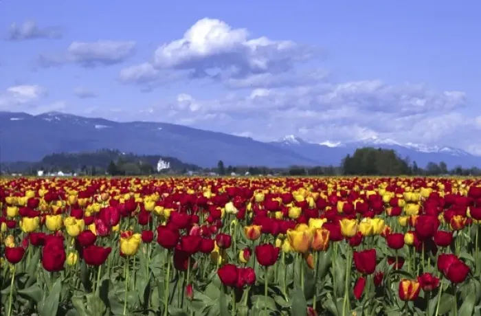 Framed Print : Red and Yellow Tulips, Mount Vernon, Washington Framed Print : Red and Yellow Tulips, Mount Vernon, Washington
