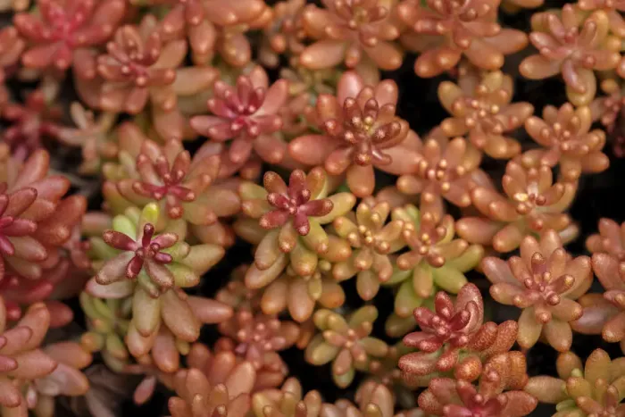 Framed Print : Redberry, Sedum Framed Print : Redberry, Sedum