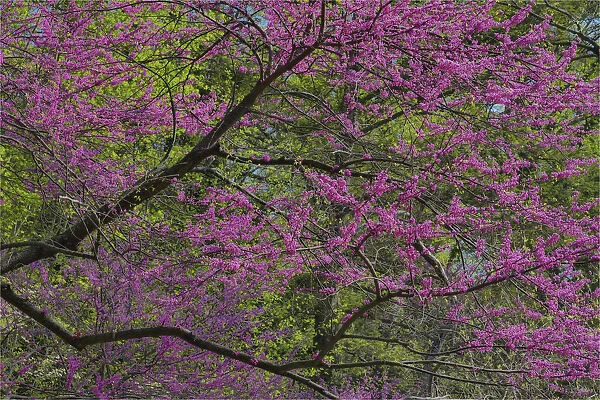Redbud tree in full bloom, Longwood Gardens, Pennsylvania