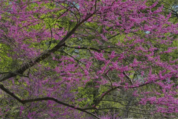 Framed Print : Redbud tree in full bloom, Longwood Gardens, Pennsylvania Framed Print : Redbud tree in full bloom, Longwood Gardens, Pennsylvania
