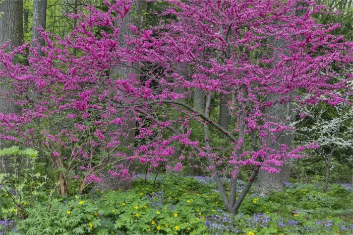 Framed Print : Redbud tree in full bloom, Mt. Cuba Center, Hockessin, Delaware